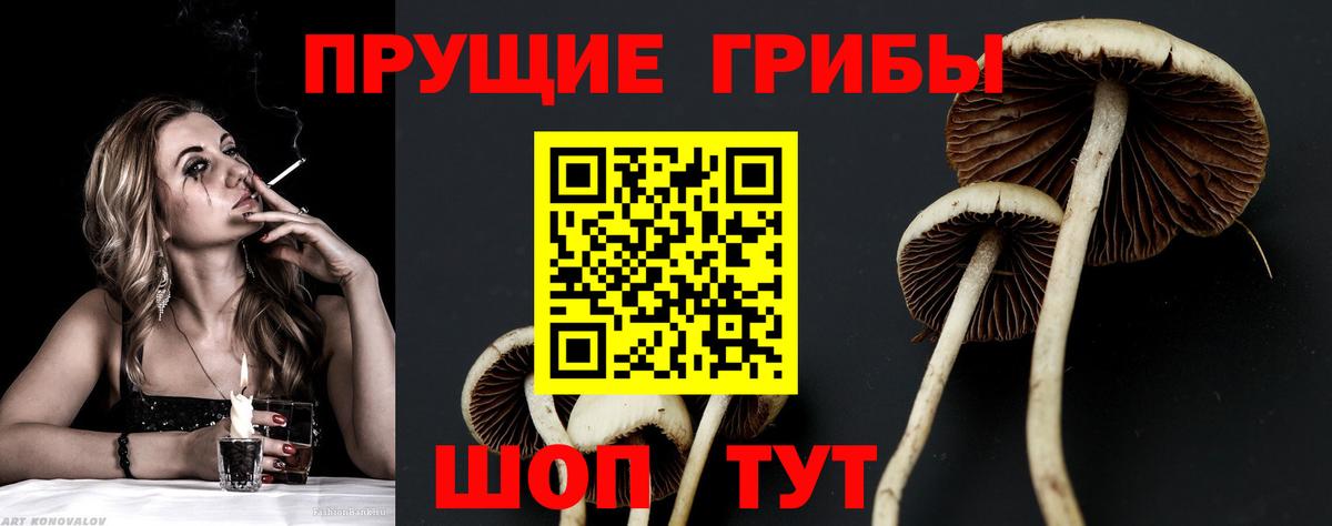 Псилоцибиновые грибы мицелий Тобольск